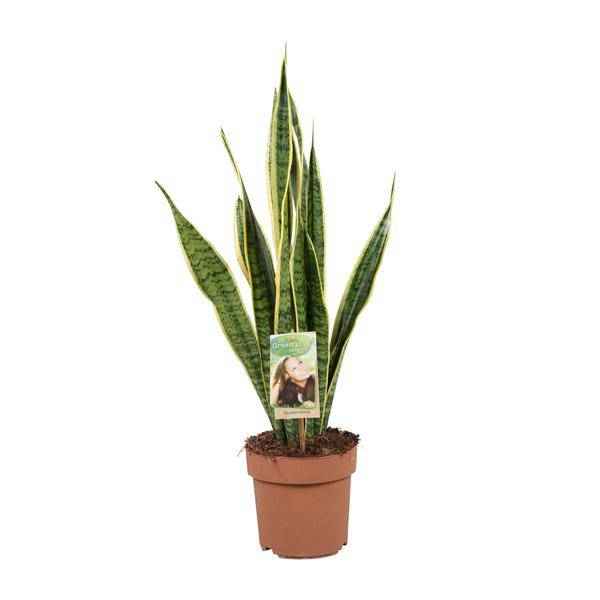 Image of Bogenhanf Sansevieria trifasciata Laurentii Zimmerpflanze Ø17cm ↕60cm – pflegeleichte Grünpflanze für Wohnzimmer, Büro & helle Standorte kaufen-0