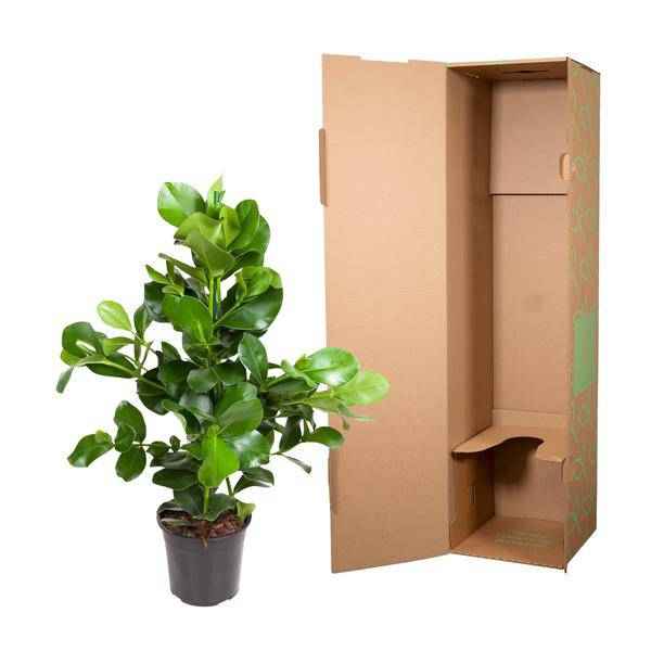 Image of Balsamapfel Zimmerpflanze Ø24cm ↕100cm – pflegeleichte Grünpflanze für Wohnzimmer, Büro & helle Standorte kaufen-3