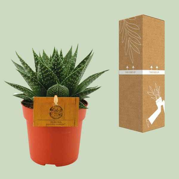Image of Sukkulente Gasterie Hybride Aurora Zimmerpflanze Ø11cm ↕15cm – pflegeleichte Sukkulente für Wohnzimmer, Büro & helle Standorte kaufen