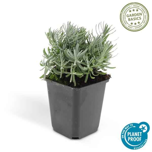 Image of Lavendel – Lavandula angustifolia 'Hidcote' – Zierpflanze – Ø9cm – 12 Pflanzen – blühfreudig & pflegeleicht – Sommerblüte