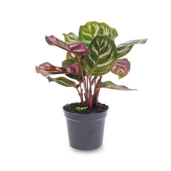 Image of Calathea Makoyana Zimmerpflanze – pflegeleichte Grünpflanze für Wohnzimmer, Büro & helle Standorte kaufen-1