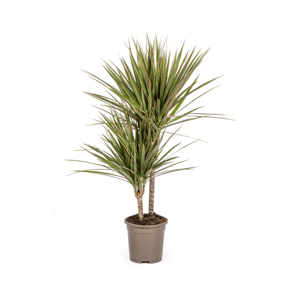 Image of Drachenbaum – Dracaena Marginata Bicolor – Zimmerpflanze – Ø17cm – ↕60cm – Elegant & pflegeleicht-0