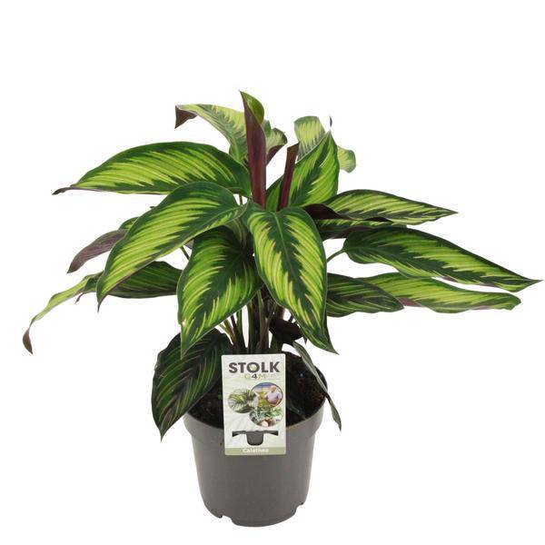 Image of Calathea Majestica Princeps – Korbmarante – Zimmerpflanze – Ø14cm – Höhe ca. 45cm – Tropisches Blattmuster – Luftreinigend & Pflegeleicht-0