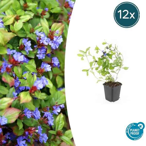 Image of Ceratostigma plumbaginoides – Kriechende Hornnarbe – Bodendecker ↕10-25cm Ø9cm – Blaue Blüten & glänzendes Laub – Pflegeleicht & winterhart
