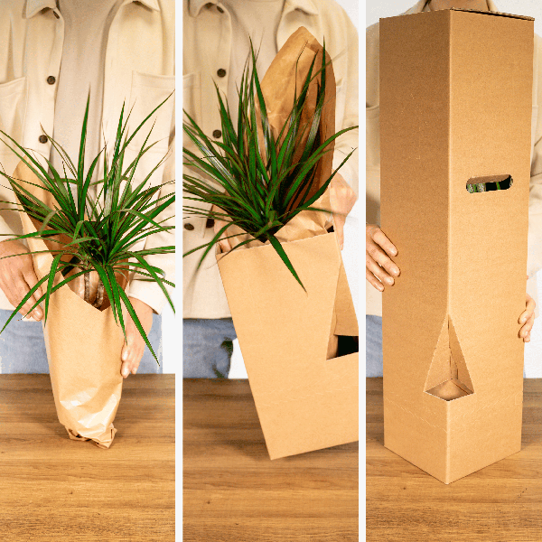 Image of Sansevieria im Glaszylinder – Ø12cm – ↕30cm – Pflegeleichte Zimmerpflanze im dekorativen Glasgefäß – Luftreinigend & robust-4