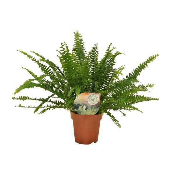 Image of Schwertfarn Nephrolepis Green Lady Zimmerpflanze Ø12cm ↕30cm – pflegeleichte Grünpflanze für Wohnzimmer, Büro & helle Standorte kaufen