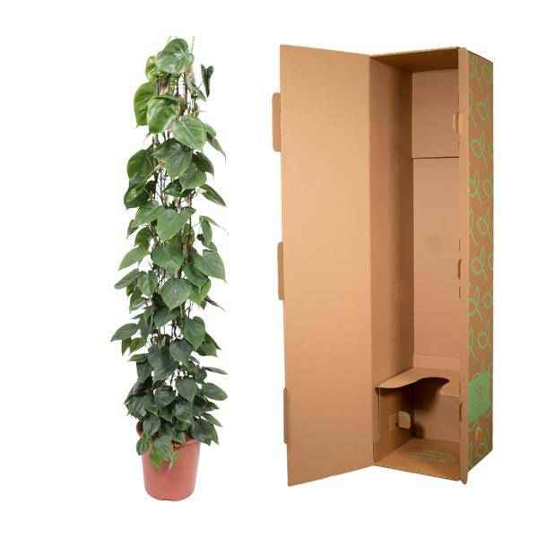 Image of Baumfreund Philodendron Scandens Zimmerpflanze Ø27cm ↕160cm – pflegeleichte Grünpflanze für Wohnzimmer, Büro & helle Standorte kaufen-2