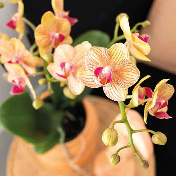Image of Phalaenopsis Orchidee Orange mit Grünpflanze im Candy Ziertopf auf weißem Bio – Tablett – Zimmerpflanzen Set – Geschenkidee – Dekoration-3