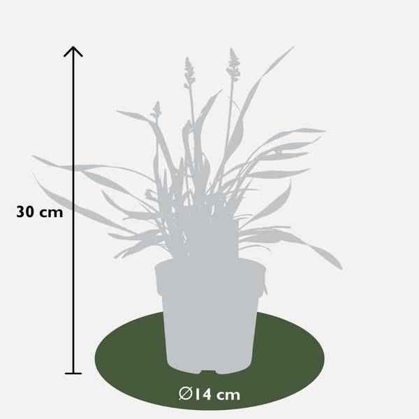 Image of Liriope muscari 'Ingwersen' – Glöckchentraube – Immergrüne Staude – Ø14cm – ↕25-30cm – 3 Pflanzen – Bodendecker für Schatten & Halbschatten