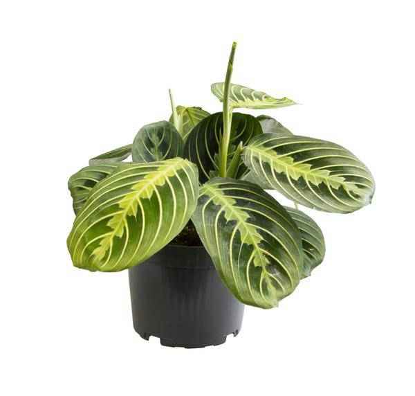 Image of Pfeilwurz – Maranta Lemon Lime – Zimmerpflanze – Ø12cm – ca. 30cm hoch – Exotisch & pflegeleicht – Für Wohnzimmer, Büro & indirektes Licht