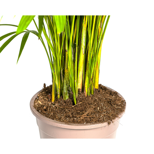 Image of Dypsis Areca lutescens – Goldfruchtpalme – Zimmerpflanze – Ø27 cm – Höhe 150-170 cm – Tropische, federartige Blätter – Ideal für Wohnräume & Büro-1
