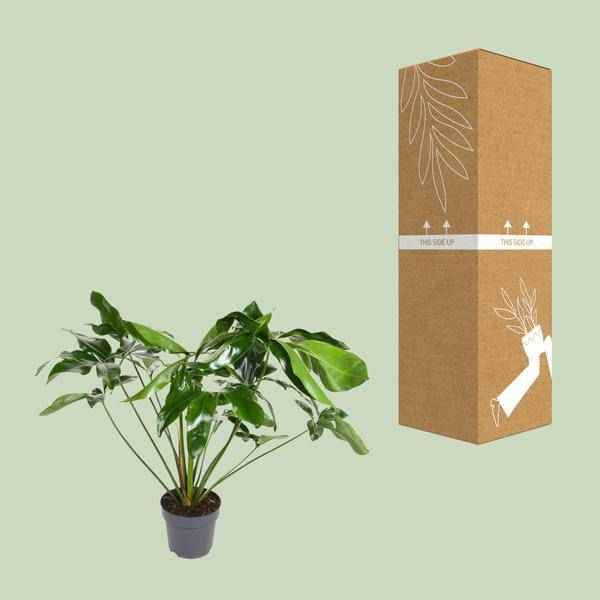 Image of Baumfreund Philodendron Green Wonder Zimmerpflanze Ø24cm ↕100cm – pflegeleichte Grünpflanze für Wohnzimmer, Büro & helle Standorte kaufen-2