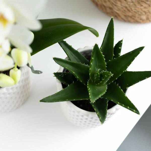 Image of Sukkulente Aloe Brevifolia Zimmerpflanze Ø6cm – pflegeleichte Sukkulente für Wohnzimmer, Büro & helle Standorte kaufen-4
