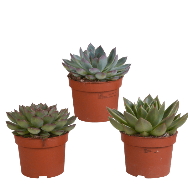 Image of Steinrose Echeveria Mix – 3 Pflanzen Ø10,5cm – Farbenfrohe Sukkulenten – Zimmerpflanzen – Pflegeleicht & dekorativ – Direkt vom Erzeuger-0
