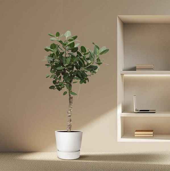 Image of Banyan – Feige Ficus Benghalensis – 200cm hoch – Ø50cm – Exklusive Zimmerpflanze mit großen glänzenden Blättern – pflegeleicht – für Zimmer & Büro-3