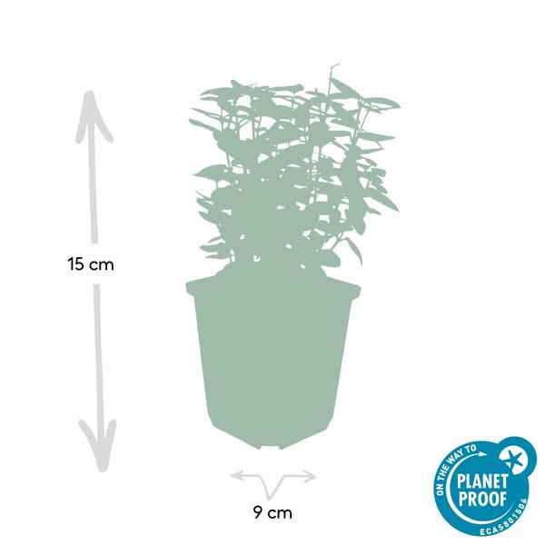 Image of Spindelstrauch Euonymus fortunei 'Emerald 'n Gold' – 12 Pflanzen – ↕10-25cm – Ø9cm – Immergrün – Für Hecken, Beete & Solitär