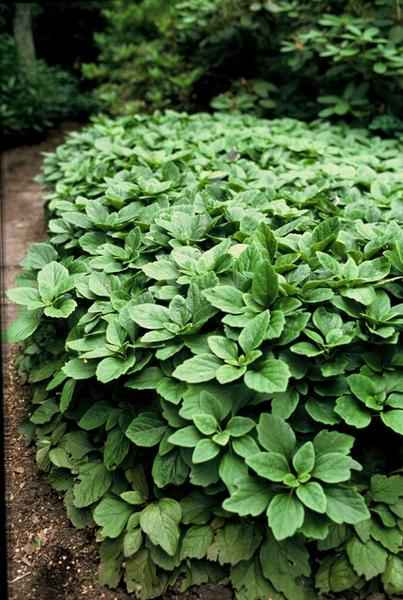Image of Japanischer Ysander Pachysandra terminalis – 6 Pflanzen – Immergrüner Bodendecker – Schattengarten – Pflegeleicht – Unkrautunterdrückend