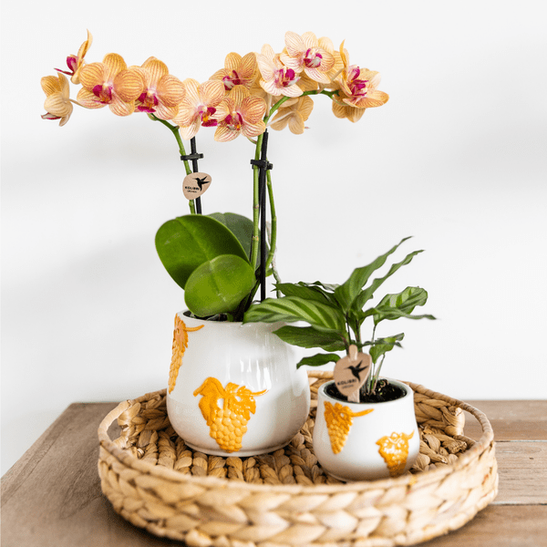 Image of Korbmarante – Calathea – Zimmerpflanze – Ø9cm – Dekopflanze mit auffälligem Blattmuster – Pflegeleichte luftreinigende Pflanze für Wohnzimmer & Büro