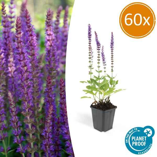Image of Blüten – Salbei Salvia nemorosa 'Ostfriesland' – 60 Pflanzen – Lila Blüten – Robuste Staude – Pflegeleicht – Sonne – Beete & Rabatten-1