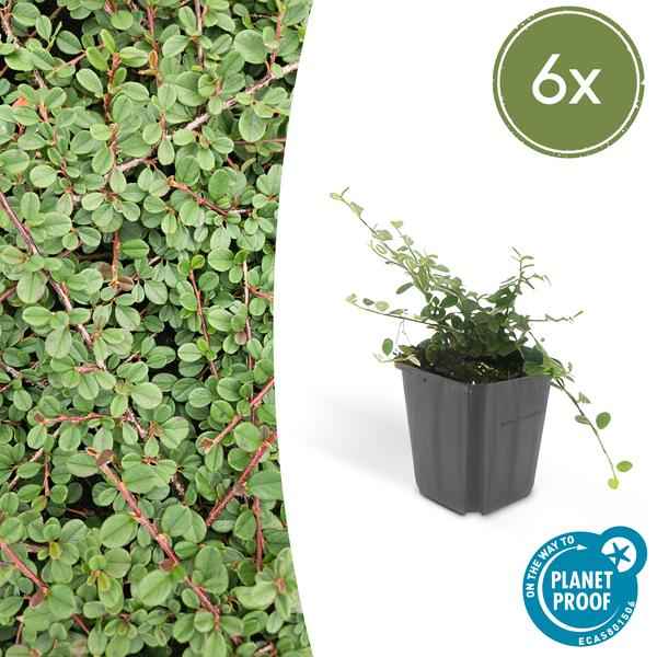 Image of Teppichmispel Cotoneaster prostratus 'Königin der Teppiche' – ↕10-25cm – Ø9cm – 6 Pflanzen – Robuster Bodendecker – Weiße Blüten & rote Beeren-1
