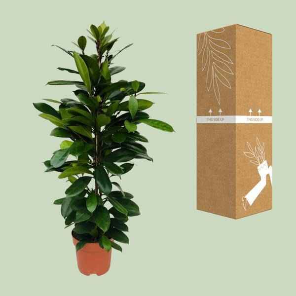 Image of Afrikanischer Feigenbaum Ficus Cyathistipula Zimmerpflanze Ø21cm ↕105cm – pflegeleichte Grünpflanze für Wohnzimmer, Büro & helle Standorte kaufen