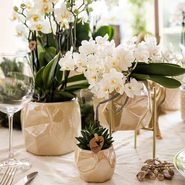 Image of Kombi – Angebot Perlen Travertin Töpfe – 3er – Set Ø6/9/12cm – stilvolle Keramik – Pflanzgefäße für Orchideen, Sukkulenten & Zimmerpflanzen