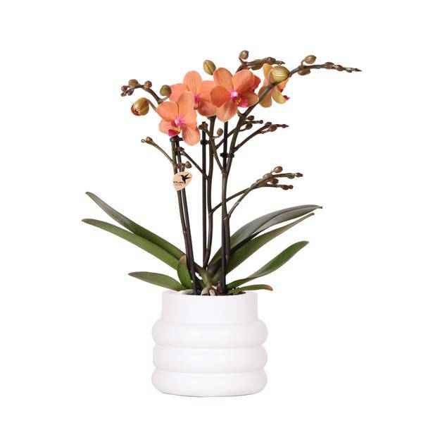 Image of Phalaenopsis Orchidee Mineral Bolzano Orange – Zimmerpflanze mit 2-3 Zweigen – Inklusive Bubble Keramiktopf Weiß Ø9cm