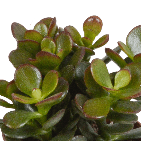 Image of Dickblatt Crassula Mix – 3 Zimmerpflanzen – Ø8,5cm – Sukkulenten Mischung in verschiedenen Formen & Farben – pflegeleicht & dekorativ-2