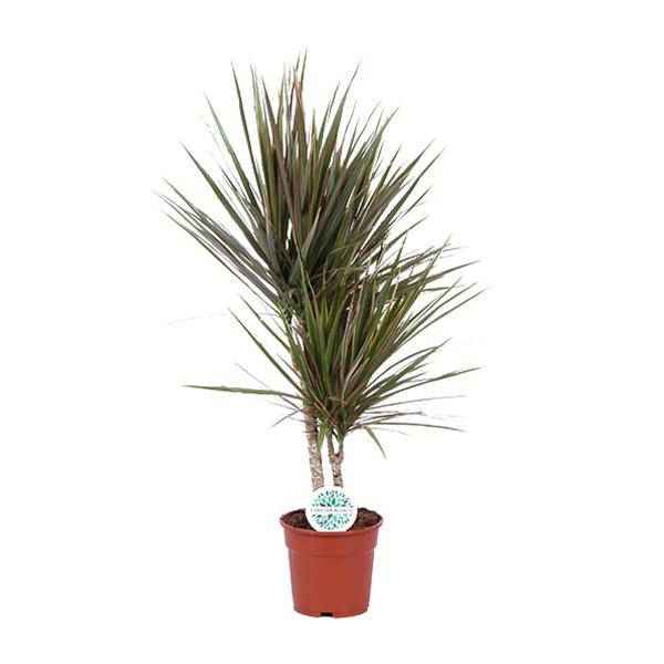Image of Drachenbaum Dracaena Bicolor – Zimmerpflanze Ø17cm ↕75cm – pflegeleichte luftreinigende Blattschmuckpflanze für Innenräume