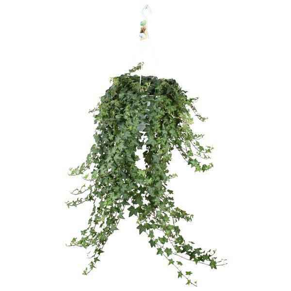 Image of Hedera Helix Pitsburg – Efeu Hängepflanze – Zimmerpflanze Ø24cm – ca. 70cm Länge – Luftreinigende Kletterpflanze für drinnen-0
