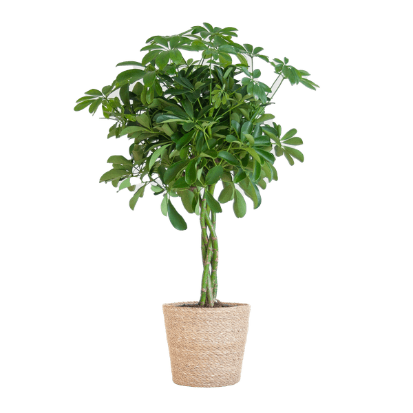 Image of Schefflera Arboricola Nora – Birkenfeige – Zimmerpflanze + Blumentopf Sofia Natur – ↕70cm – Ø21cm – Handförmige Blätter – Pflegeleicht & dekorativ-0