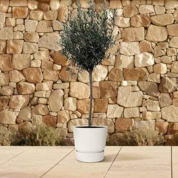 Image of Olivenbaum Gartenpflanze Ø24cm ↕160cm – Pflanze für Garten, Balkon, Terrasse, Kübel & Beet online kaufen