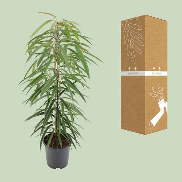 Image of Schmalblättrige Birkenfeige Ficus binnendijkii Alii Zimmerpflanze Ø21cm ↕80cm – pflegeleichte Grünpflanze für Wohnzimmer, Büro & helle Standorte-2