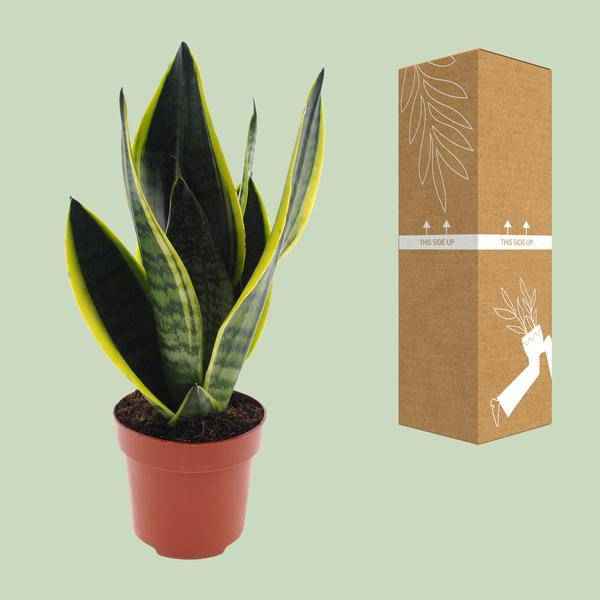 Image of Bogenhanf – Sansevieria Futura Superba – Zimmerpflanze – Ø12cm – ↕30cm – pflegeleichte Schwiegermutterzunge mit dekorativen Blättern-2