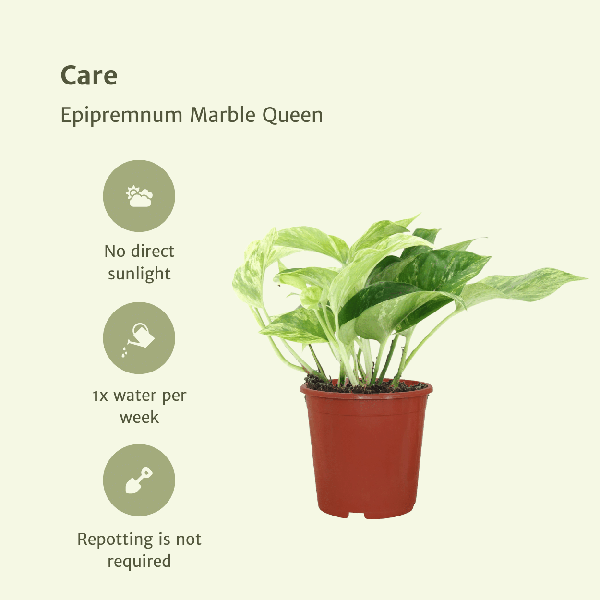Image of Efeutute Epipremnum Marble Queen Zimmerpflanze Ø12cm – pflegeleichte Grünpflanze für Wohnzimmer, Büro & helle Standorte kaufen-4