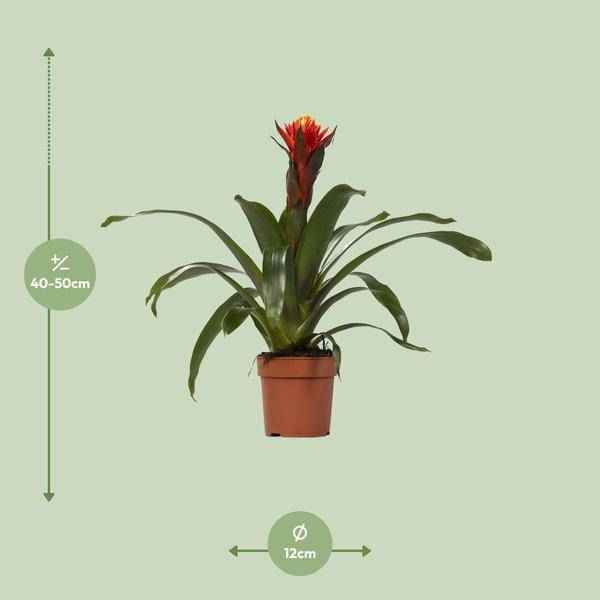 Image of Bromelie – Guzmania Happiness – Zimmerpflanze – Ø12cm – ↕45cm – Exotische Blühpflanze mit leuchtenden Hochblättern – Pflegeleicht & dekorativ-1