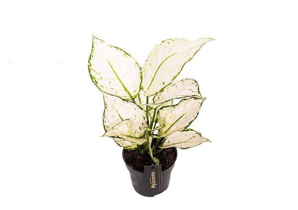 Image of Aglaonema White Joy – Zimmerpflanze Ø12cm – Höhe bis 35cm – Pflegeleicht & Luftreinigend – Dekopflanze für Zuhause & Büro-0