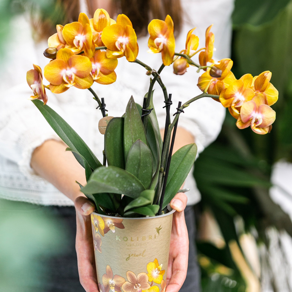 Image of Phalaenopsis Orchidee Jewel Las Vegas – Orange-Gold – Ø12cm – Mehrblütige Topfpflanze – Tropische Zimmerpflanze mit 3/4 Blütenzweigen – Pflegeleicht & langlebig-2