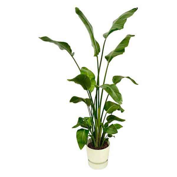 Image of Strelitzia Nicolai – Baum – Strelitzie – Zimmerpflanze ca. 180cm – Ø30cm – inkl. Pflanzgefäß Greenville Weiß – Weißer Paradiesvogel – Tropische XL-0