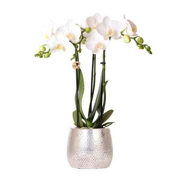 Image of Phalaenopsis Orchidee Amabilis Weiß – inkl. Elite Keramiktopf Silber – Zimmerpflanze ca. 35cm – Edle Orchidee mit 2-3 Blütenstielen-0