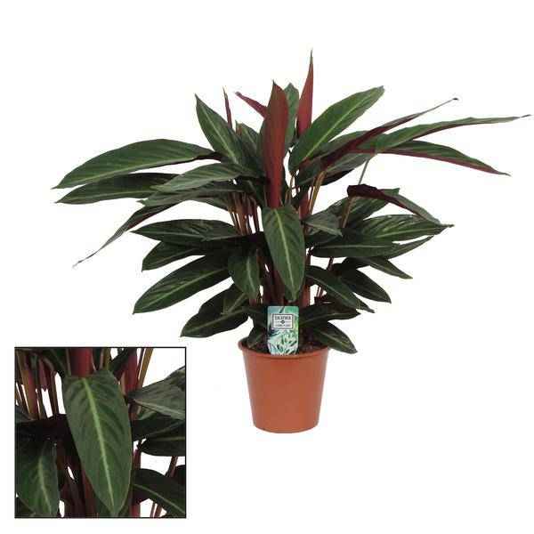 Image of Blumentopf Korb Ø17cm ↕65cm – moderner Pflanztopf für Zimmerpflanzen, Sukkulenten, Kakteen & Kräuter-0