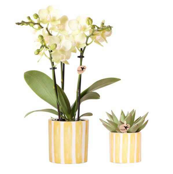Image of Orchidee Mexico Gelb und Sukkulente im Painted Stripe Ziertopf Gelb Ø9cm & Ø6cm – Pflanzenset – Zimmerpflanzen im modernen Design-0