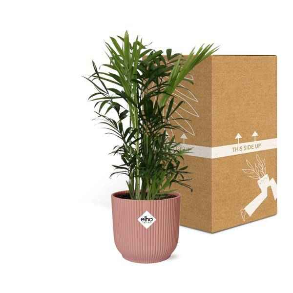 Image of Mexikanische Bergpalme – Chamaedorea Elegans – elegante Zimmerpflanze – pflegeleicht & luftreinigend – Ø14cm Topf – mit Vibes Fold Rosa Übertopf-2