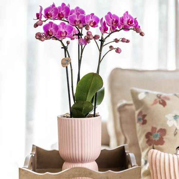 Image of Übertopf Rosa Keramik Ø9cm – moderner Pflanztopf für Zimmerpflanzen, Sukkulenten, Kakteen & Kräuter-2