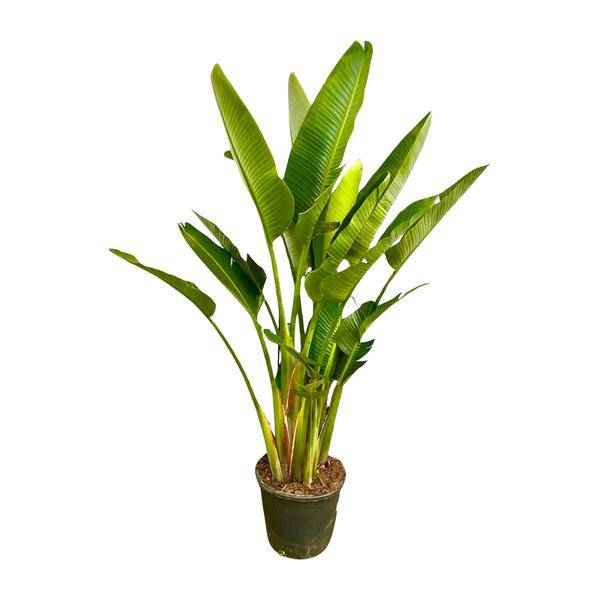 Image of Baum – Strelitzie – Strelitzia Augusta mehrstämmig XXL – 225cm – Ø40cm – Weißer Paradiesvogel-0