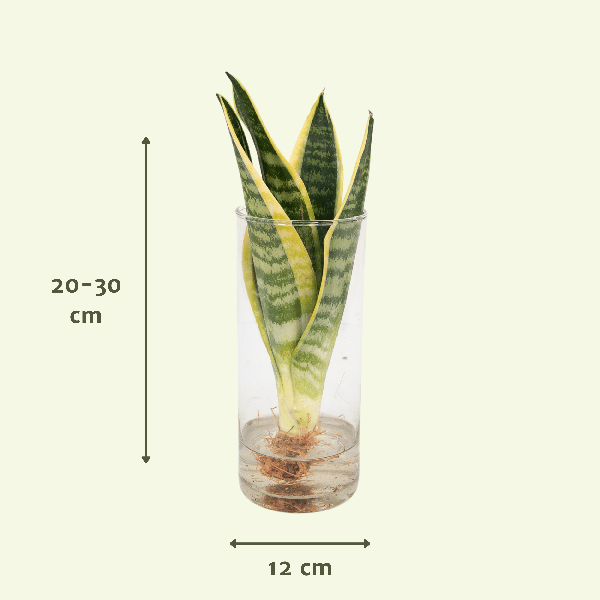 Image of Sansevieria im Glaszylinder – Ø12cm – ↕30cm – Pflegeleichte Zimmerpflanze im dekorativen Glasgefäß – Luftreinigend & robust-3