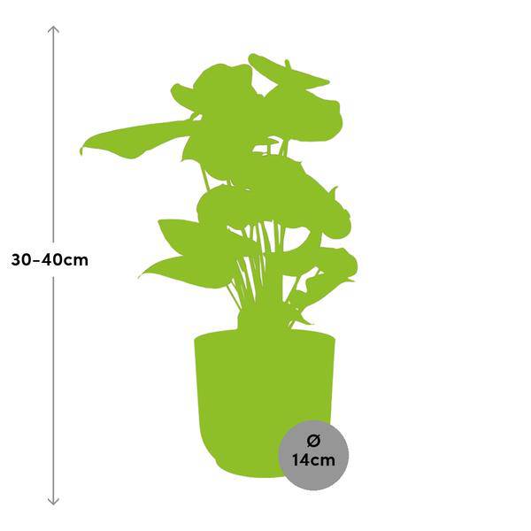 Image of Flamingoblume Anthurium Rot Zimmerpflanze Ø14cm – pflegeleichte Grünpflanze für Wohnzimmer, Büro & helle Standorte kaufen-1