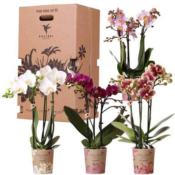 Image of Orchideen Überraschungsbox – 4 Pflanzen Ø9cm – Frische Phalaenopsis Orchideen direkt vom Züchter – Pflegeleichte Zimmerpflanzen-0