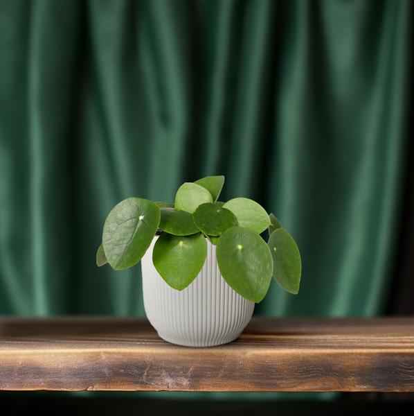 Image of Chinesischer Geldbaum – Pilea Peperomiodes (Aluminium – Pflanze) – Zimmerpflanze – Ø12cm – 20cm hoch – Halbschatten – Luftreinigend – Pflegeleicht-1
