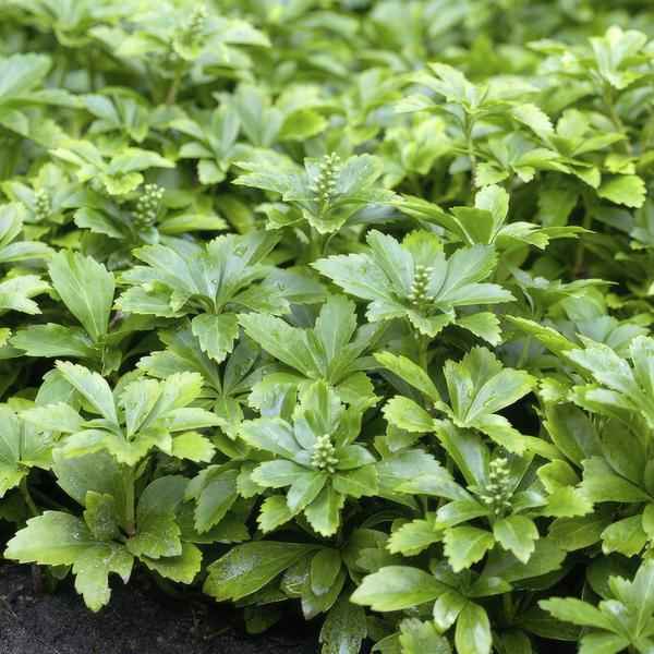 Image of Pachysandra terminalis 'Green Carpet' – 6 Pflanzen – Schattengrün – Immergrüner Bodendecker – Weiße Blüten – Halbschatten – Pflegeleicht
